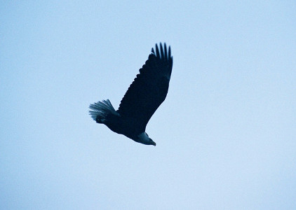 [Eagle flying downward at a steep angle with its wings fully outstretched.]